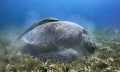   Green Turtle  